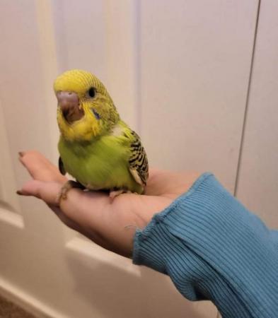 Image 2 of Hand Reared Tamed Baby Budgie