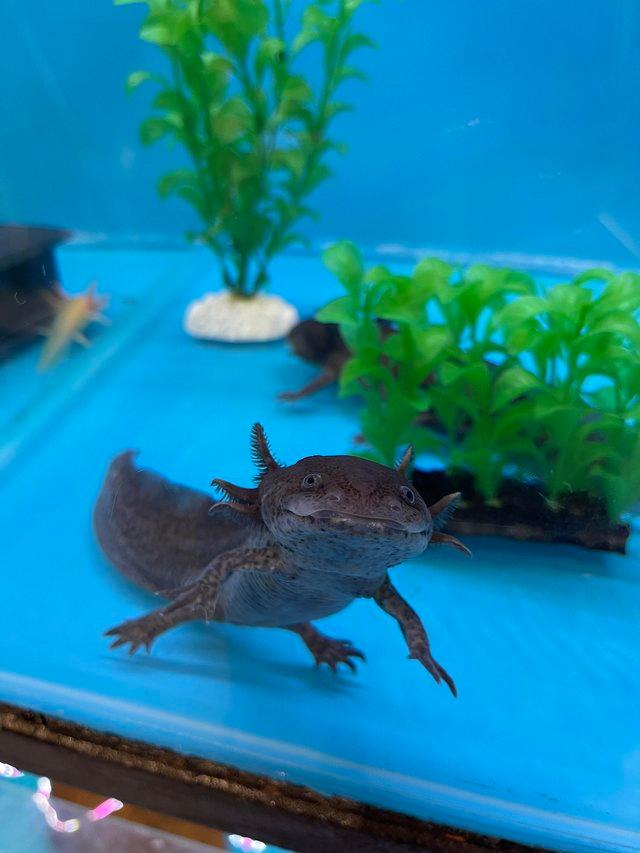 Preview of the first image of Axolotls available at urban exotics April24.