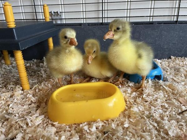 Image 3 of Embden goslings for sale