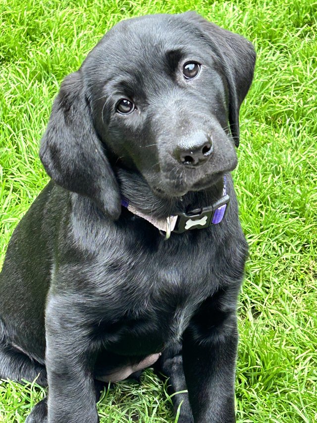Preview of the first image of Kc registered Labrador puppies.