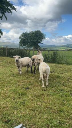 Image 2 of 12 month old rams for sale