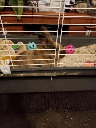 Image 1 of Female rabbit for sale with cage and stand