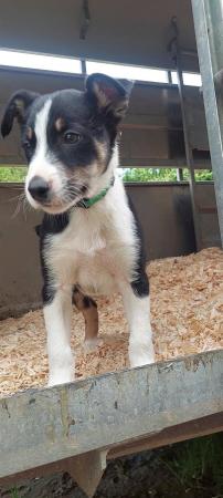 Image 3 of **READY NOW** Working Farm Border Collie Puppies for Sale
