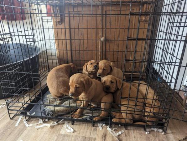 Image 7 of Ready now chunky fox red labrador puppies ready end may