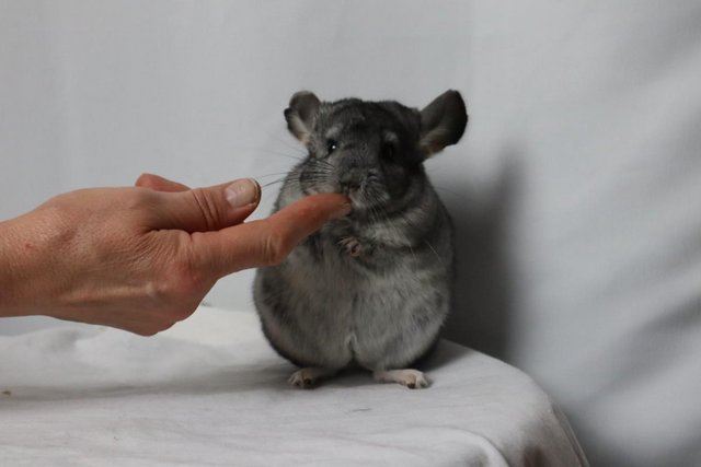 Image 1 of Chinchilla Baby Girl, Standard colour, 3 Months old for sale