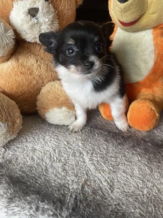 Image 1 of Long haired chihuahua puppies