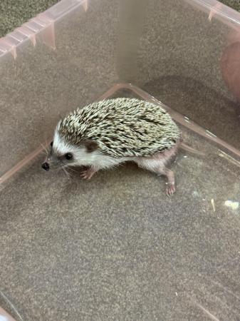 Image 13 of African Pygmy Hedgehog for sale with set up