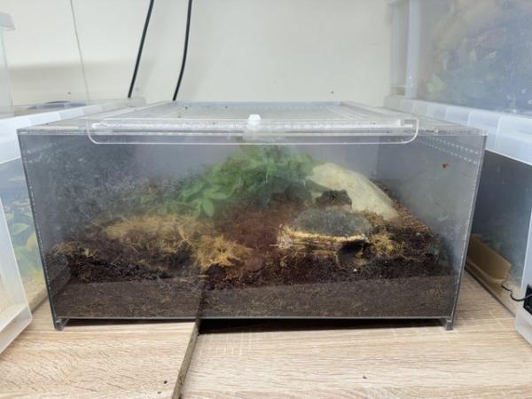 Image 4 of Asian forest scorpion and set up
