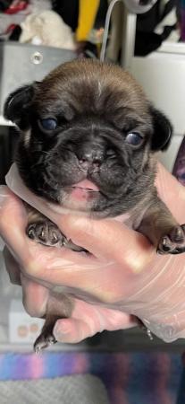 Image 4 of Five adorable french bulldog puppies