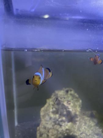 Image 2 of 2 Young Clownfish For sale