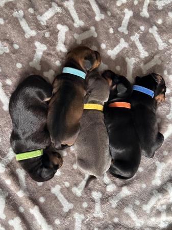 Image 4 of 5 week old boy miniature dachshund puppies.