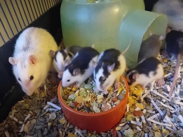 Image 2 of Baby Male Rats Looking for Loving Homes