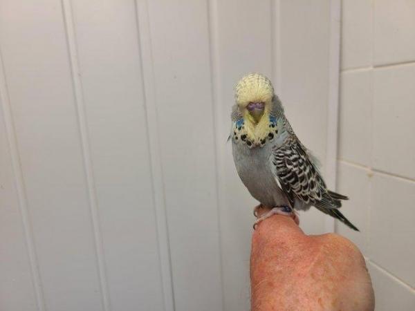 Image 5 of Pet budgies 4 months to a year old