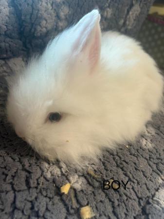 Image 18 of Lovely baby lionheads, males and females