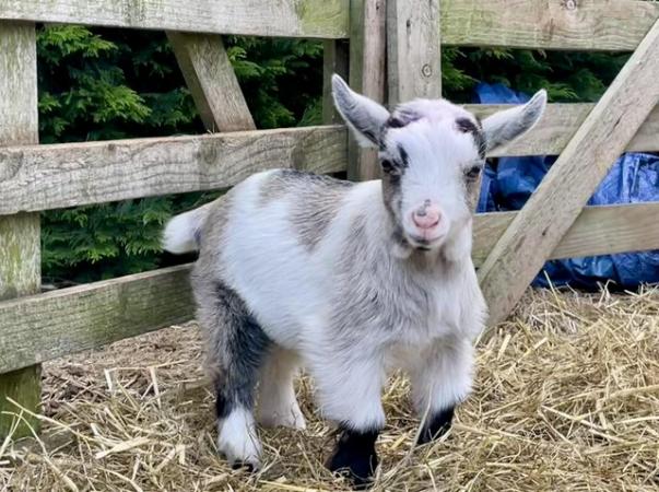 Image 1 of Pygmy Goat Wethers-CAE accredited herd/PGC registered parent