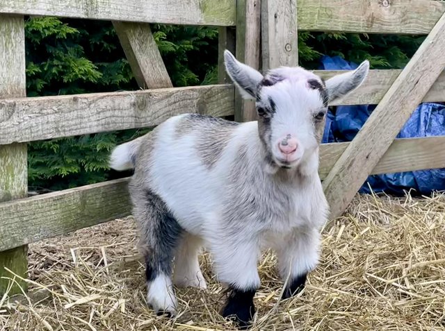 Preview of the first image of Pygmy Goat Wethers-CAE accredited herd/PGC registered parent.