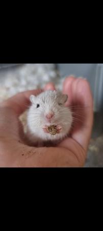 Image 6 of Lovely hand tame baby gerbils ready now!