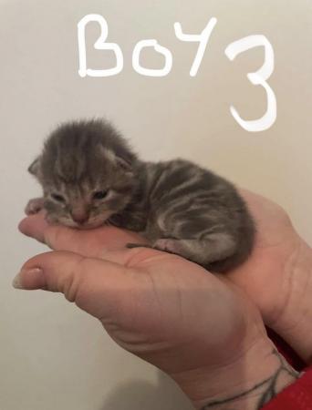 Image 2 of Grey/white kittens mixed