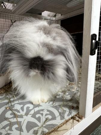 Image 4 of Beautiful Double Mane Lion Lop for sale