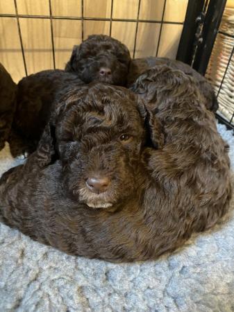 Image 6 of Chocolate cockapoo puppies PRA clear