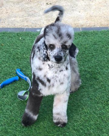 Image 1 of Stunning Merle miniature poodle for STUD, health tested