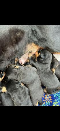 Image 1 of Rottweiler puppies KC registered Ready Now