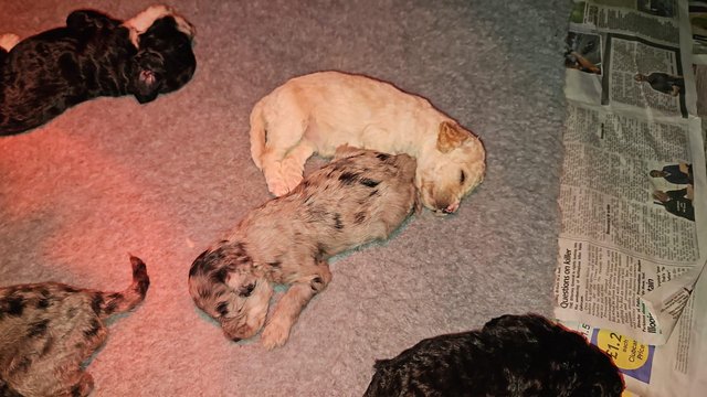 Image 4 of Cockapoo puppies ready 3rd may