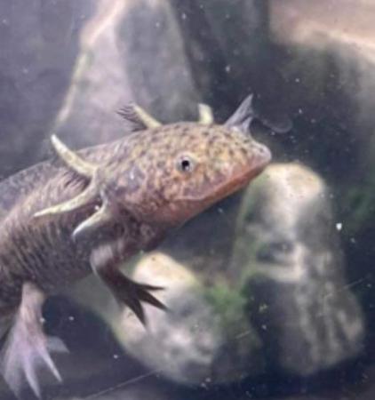 Image 4 of Various Axolotls Colours Available Now