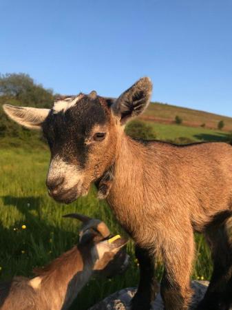 Image 1 of Beautiful Pygmy goat kids for sale.