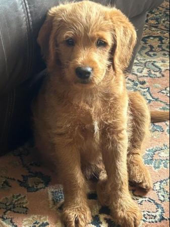 Image 14 of F1 miniature labradoodle puppies