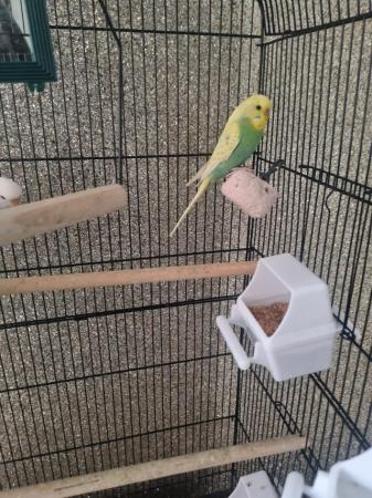Image 2 of 3 Budgies for sale with cage