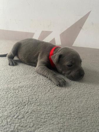 Image 4 of Adorable staffy puppys A