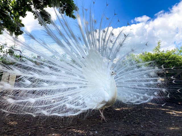 Preview of the first image of Adult white peacocks one 3 year old with full tail.