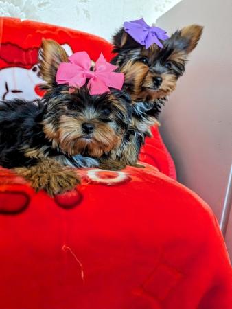 Image 7 of Yorkshire terrier biewer puppies first & second vaccination
