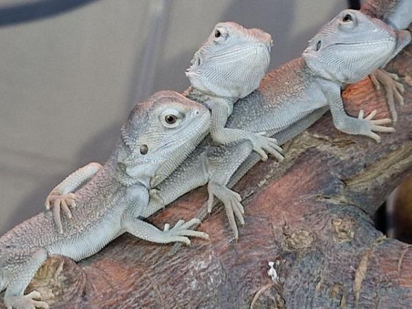 Image 1 of Baby Bearded Dragons, zeros, weros and Witblits