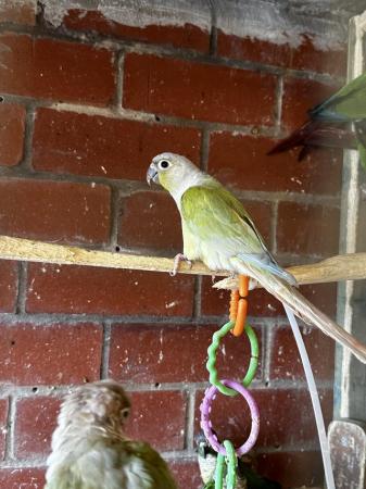 Image 3 of DNA tested conures for sale