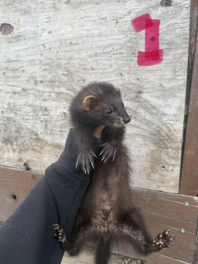 Young ferret hobs looking for home — photo 2 of 4