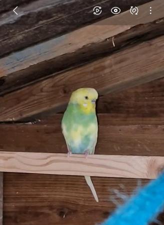 Image 3 of 12 weeks old baby budgies male & female available now