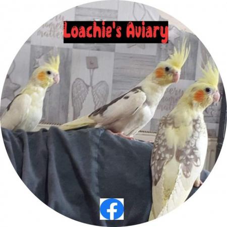 Image 2 of beautiful hand reared cockatiels