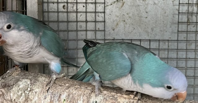 Image 3 of Pair of Blue Quaker parrots