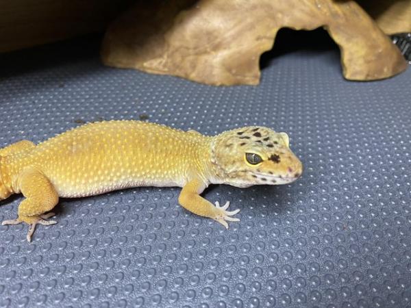 Image 3 of Female Leopard gecko for sale