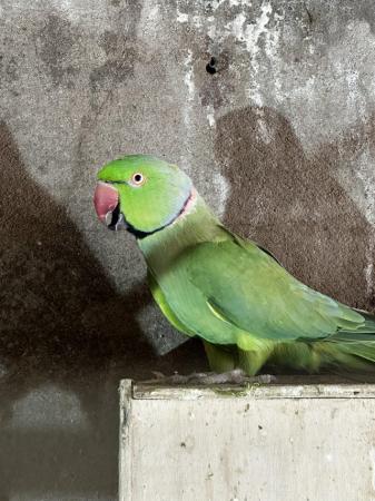 Image 2 of Pair of green ringnecks for sale