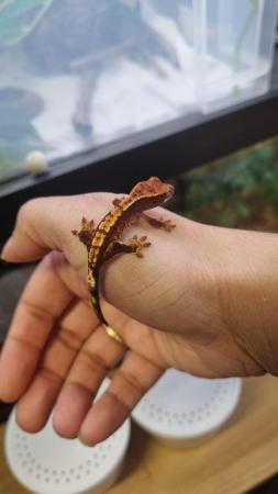Image 26 of Beautiful baby Crested Geckos! Only 2 LEFT