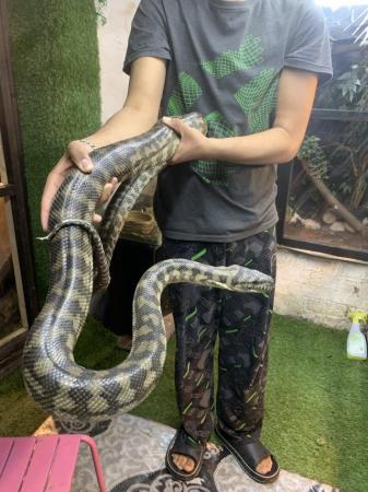 Image 4 of Beautiful Male carpet python