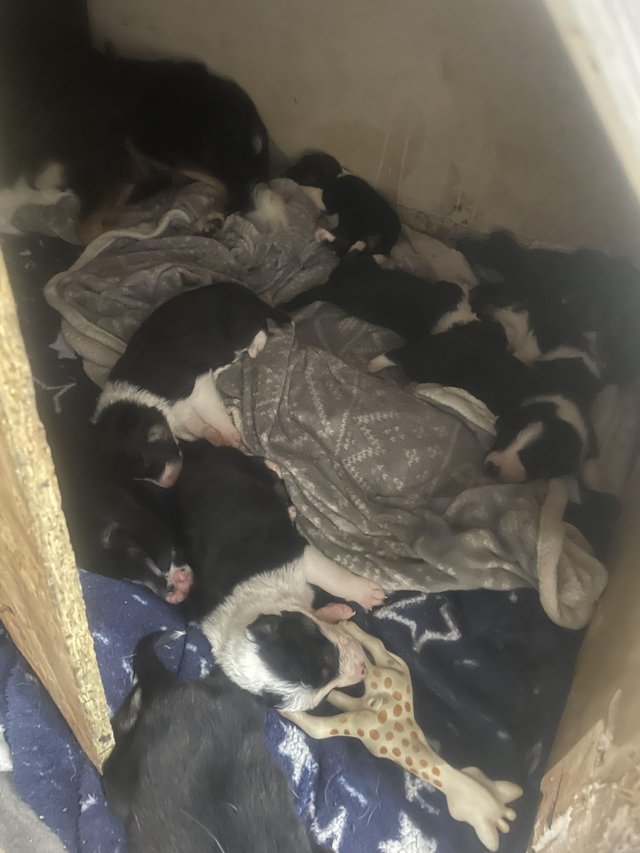 Preview of the first image of Border collie pups was born on the 18th of January.