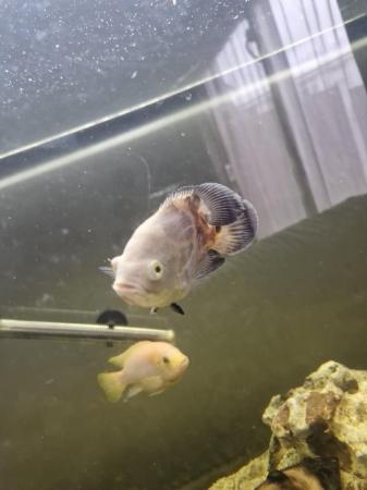 Image 2 of Albino Oscar fish with tank