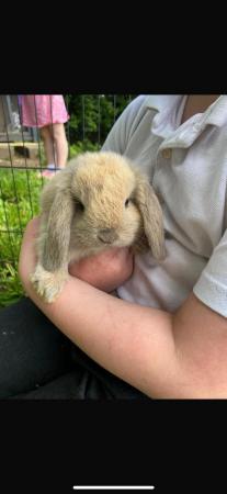 Image 2 of Mini lop baby rabbits **ready now**