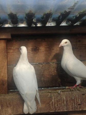 Image 7 of PURE WHITE LOGAN PIGEON FOR SALE