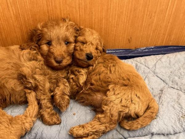 Image 11 of 2 x red male cockapoo puppies available end april