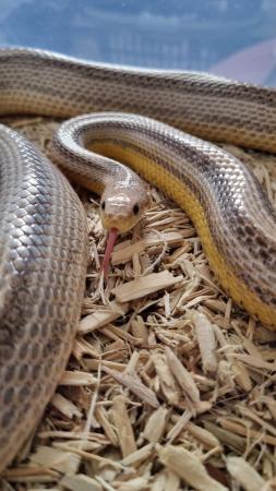 Image 6 of Adult corn snakes (3 available)